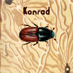 Konrad